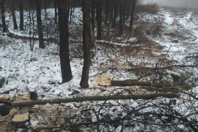 Нарубали на 43 тисячі: у Локачинському лісництві затримали трьох лісокрадів 