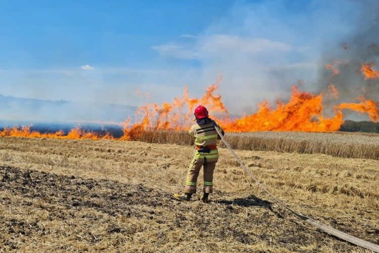 Вогонь летів блискавично: на Рівненщині горіло поле пшениці (Фото)