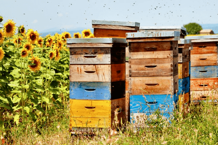 На Ковельщині бджолярів попереджають про обробку полів пестицидами 