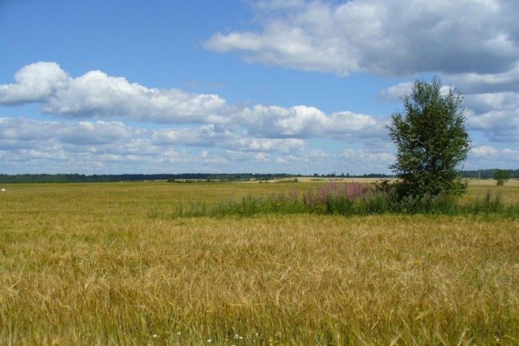 На Ратнівщині невитребувані паї орендуватиме ТОВ «АМ-Агро»