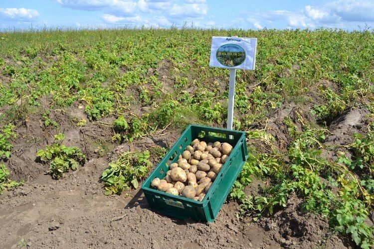 Наступного року ціни на картоплю обваляться