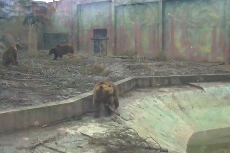 Більшість ведмедів у Луцькому зоопарку так і не заснула взимку, але їдять справно