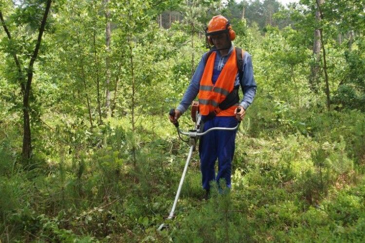 На Волині траву підстригають і в лісі 