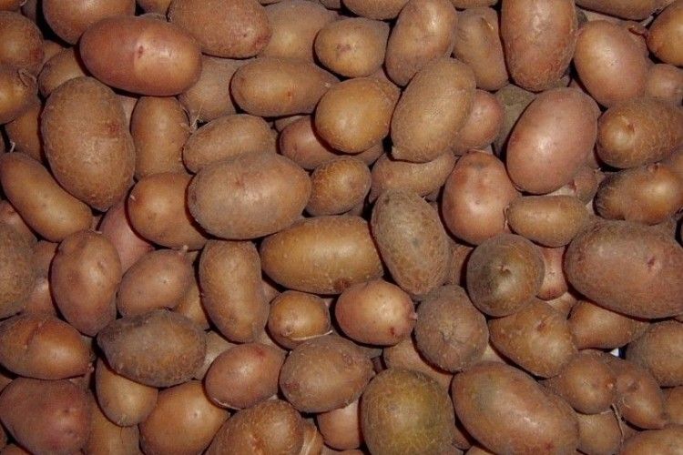 На Рівненщині 14-річна дівчина під час збору врожаю потрапила у відсік картоплекопача