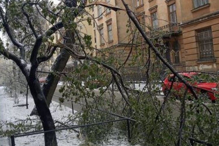 У Львові за день впали 119 дерев і обірвано електромережу у 32 місцях