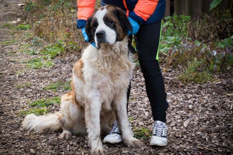 У Луцьку шукають охочого забрати собі півцентнера щастя (фото)