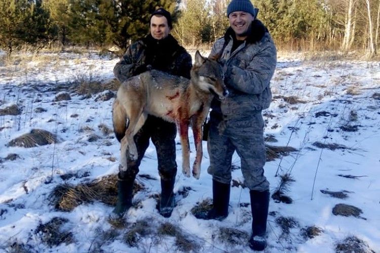 На Турійщині було вбито два вовка (Фото)