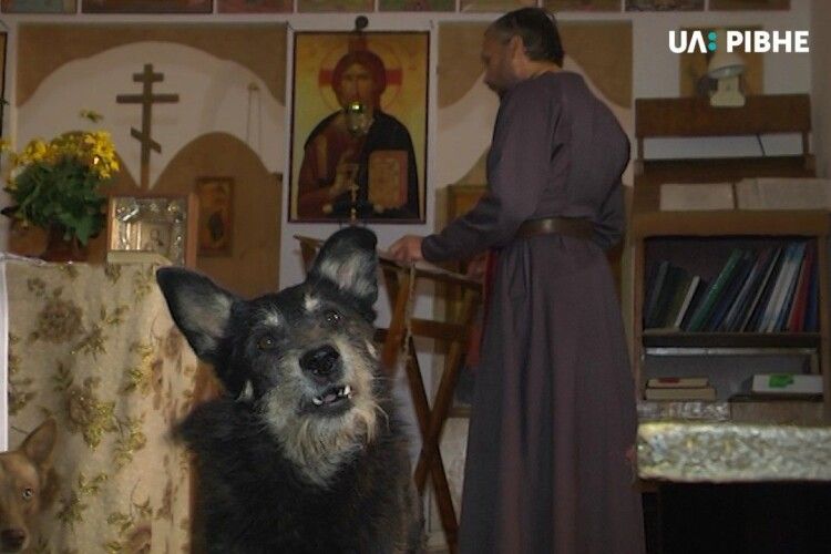 У Рівному єпископ однієї з громад тримає у храмі собак