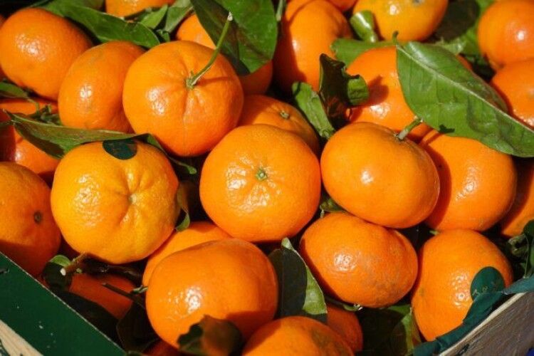 Волинян попередили, що в Україну завезли отруйні мандарини