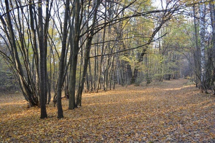 На Волині прокурори наполягають на поверненні 60 га земель лісового фонду в державну власність