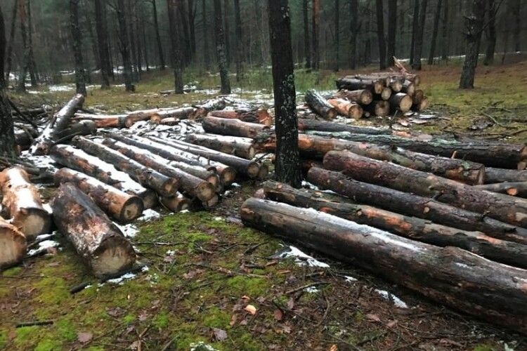 На Любешівщині незаконно напиляли дерев (Фото)