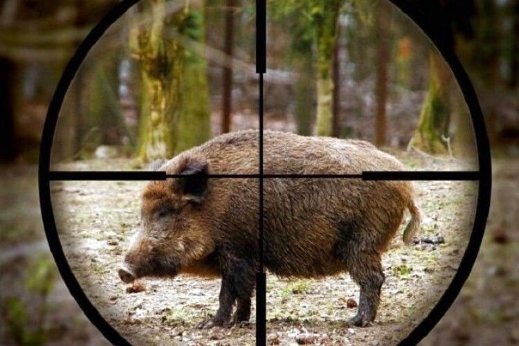 На Волині браконьєри, даючи драпака від лісової охорони, згубили рушницю (Фото)