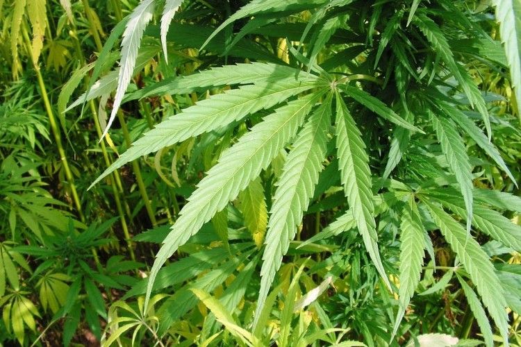 На Рівненщині рясно вродили мак та коноплі: виявлено майже 13 тисяч рослин