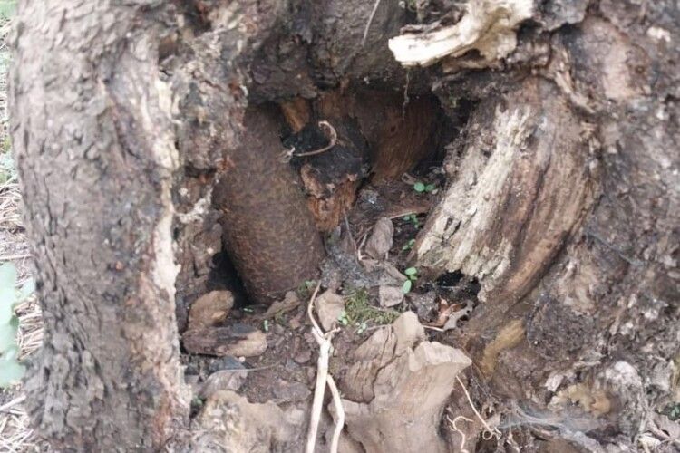 Волинянка побачила у дереві підозрілий, схожий на вибуховий, предмет