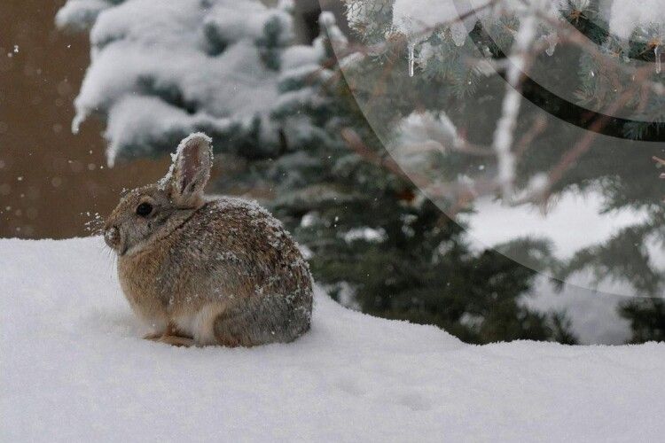 Якою буде погода на Волині