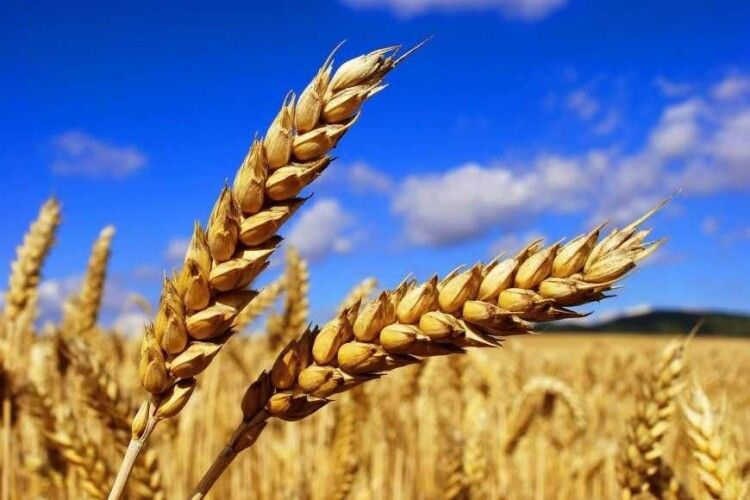 Війна може позбавити світ трьох урожаїв української пшениці