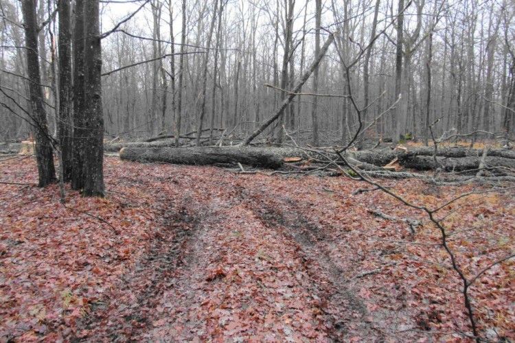 На браконьєрів вивели сліди автомобіля