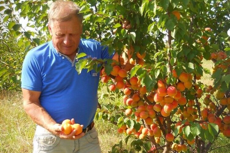 Великий плід і не боїться вітрів: український фермер вивів нові сорти абрикос