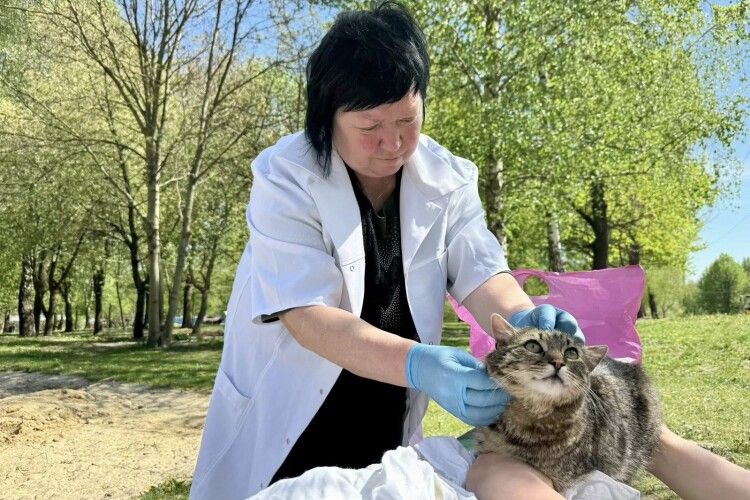 У місті на Волині провакцинували від сказу 36 домашніх улюбленців