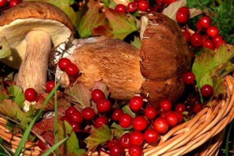 І люди заробили, і бюджет збагатився