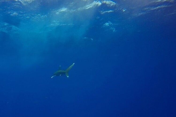 У Червоному морі - вже друга жертва нападу акули