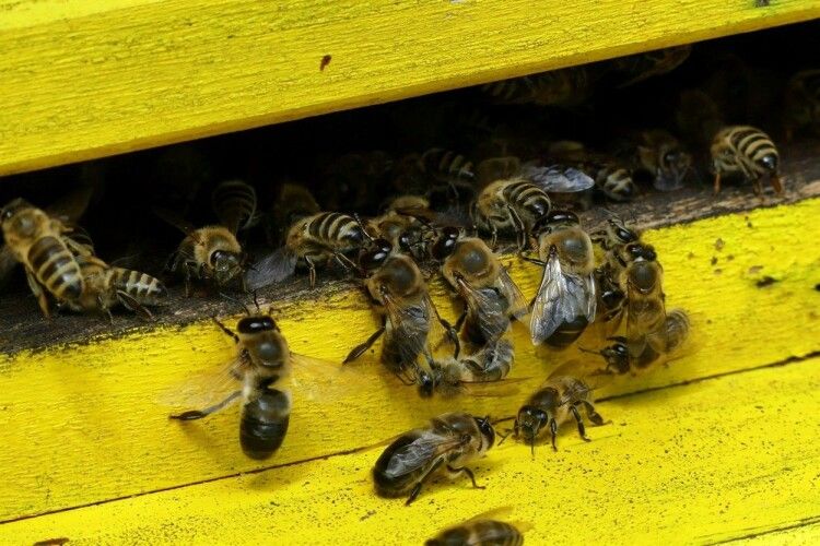 У районі на Волині власникам бджіл радять закрити вулики