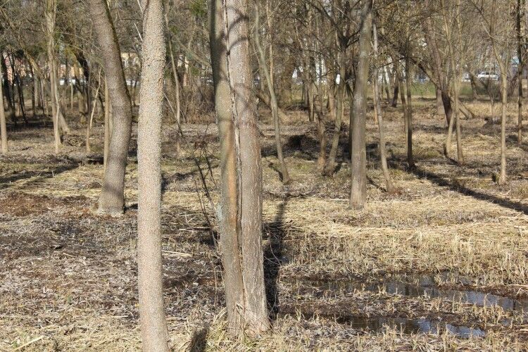 У Луцькому парку проведуть масштабну чистку небезпечних дерев