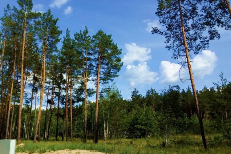 138 гектарів лісових ділянок на Волині повернули у державну власність 