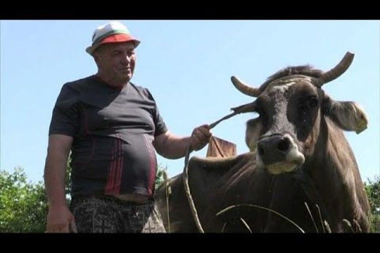 Корову хочуть убити, бо вона… порушила кордон ЄС (Відео)