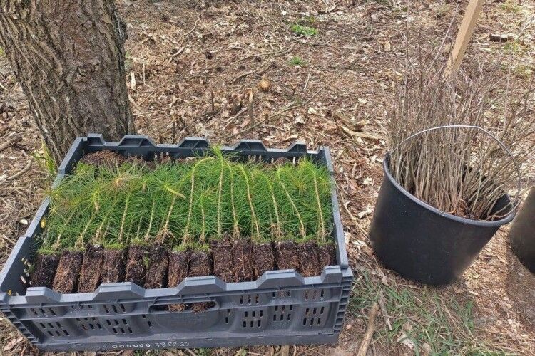 На Волині висадили понад гектар лісу на честь загиблого воїна-лісівника 
