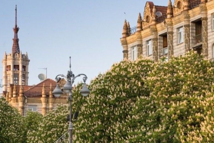 На столичному Хрещатику повикопують каштани – хочуть посадити вишні... 