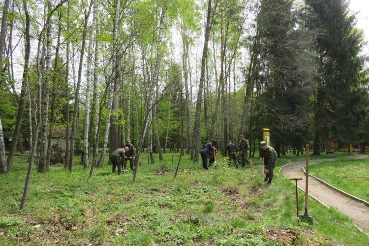 Біля Музею волинського лісу висадили «дитинчат» найстаріших дубів області