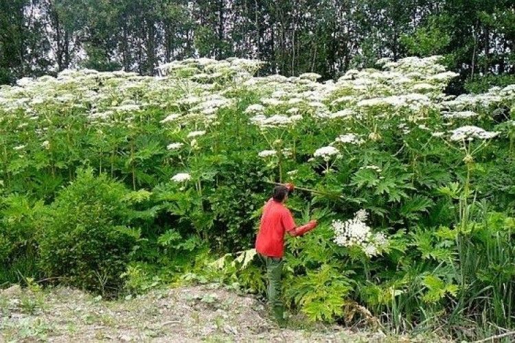 У Ковелі планують остаточно подолати борщівник 