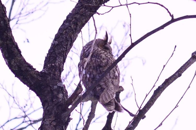 На Чортовому болоті у Цуманській пущі «застукали» вухату сову