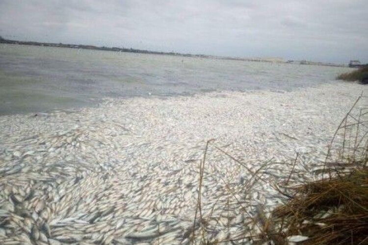 Екологічне лихо на Херсонщині: загинуло близько 2 млн риб