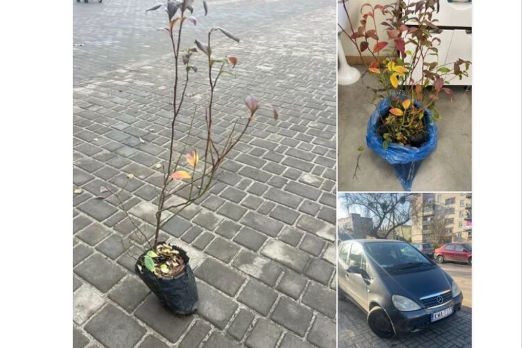 На Волині відома волонтерка пропонує кущі лохини в обмін на донат