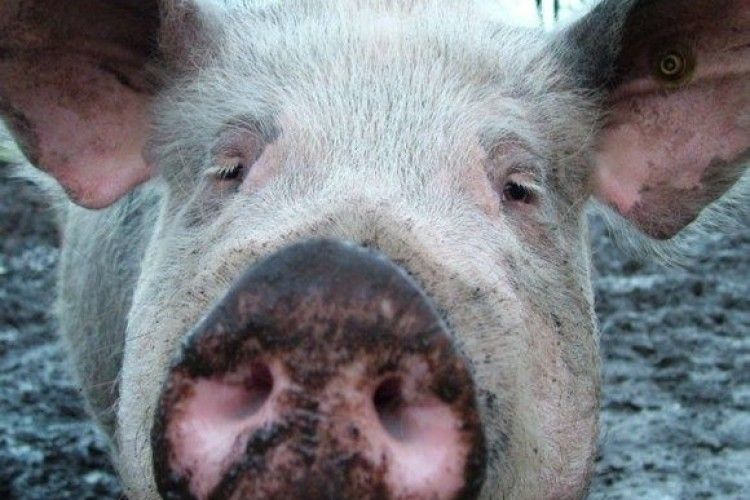 Поліцейські побилися зі свинею