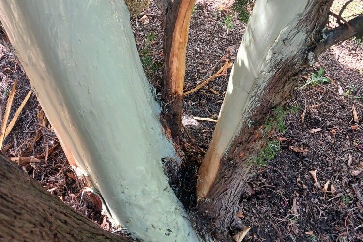 У місті на Волині вандали знову пошкодили дерева