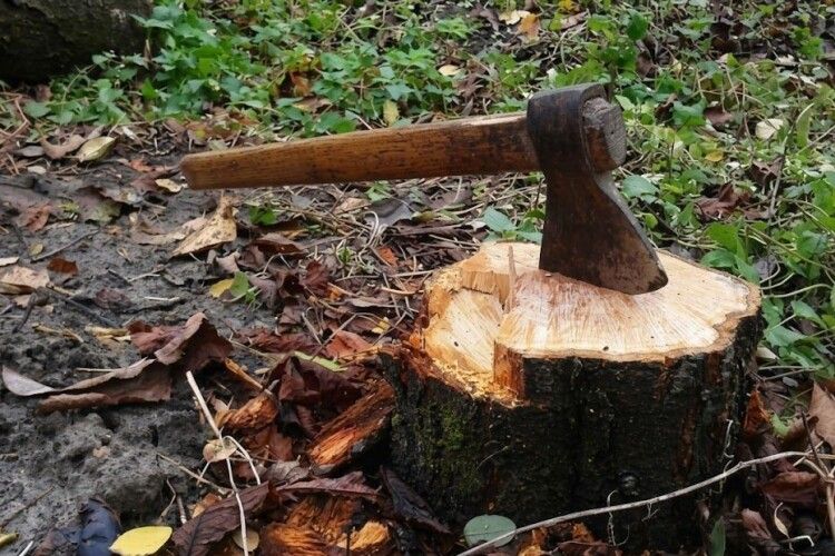 У лісництві на Волині «чорні лісоруби» залишили 466 пнів