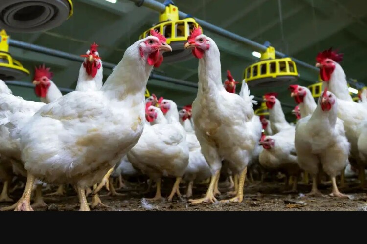 Одіозні брати Добкіни збудують на Волині птахофабрику на майже мільйон бройлерів 