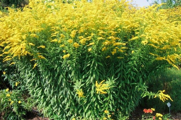 Україні загрожує стрімке поширення золотарника канадського 