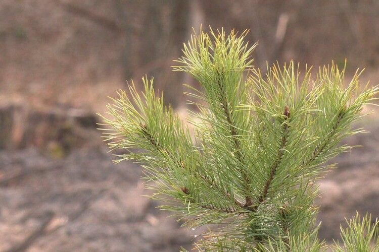 Якою буде погода у новоріччя. Рівненські синоптики дали прогноз
