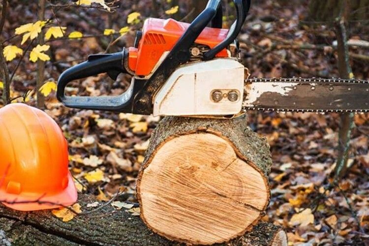 У лісництві на Волині на чоловіка впало дерево: він у тяжкому стані