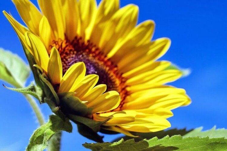Уряд затвердив соняшник символом Дня пам'яті захисників України