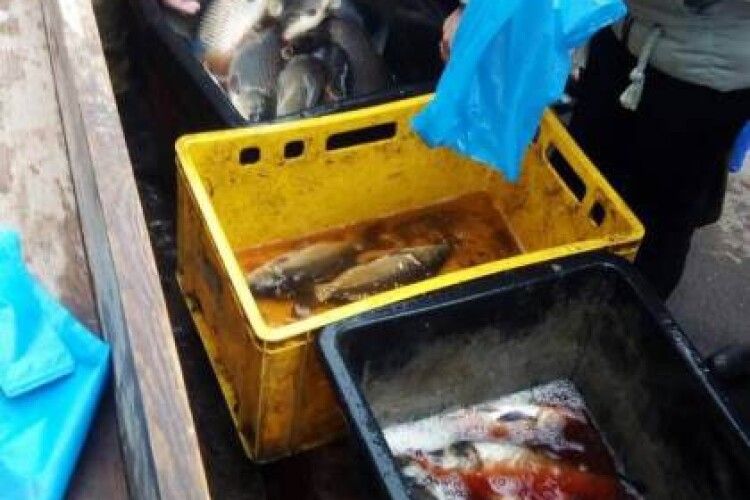 У Нововолинську злапали чоловіка, який намагався продати п'ять центнерів нелегальної риби