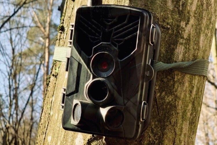 В лісах Волині розставили фотопастки: попалось майже сто крадіїв лісу