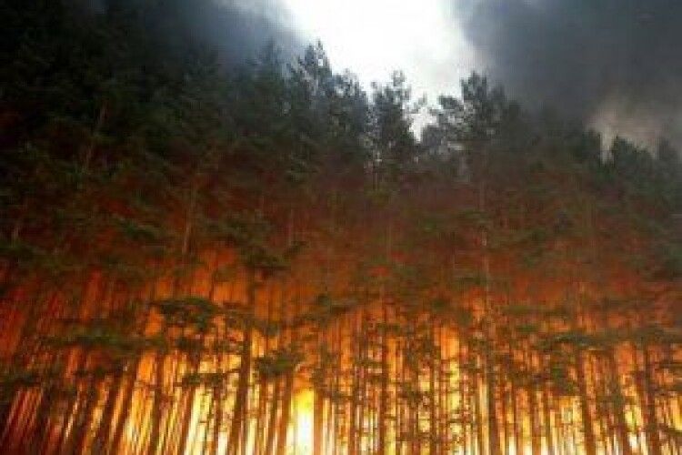 Екокатастрофа: площа горіння лісів у Сибіру дорівнює площі Бельгії