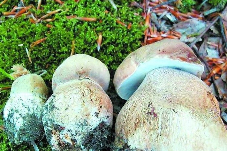 Сезон боровиків відкрито!