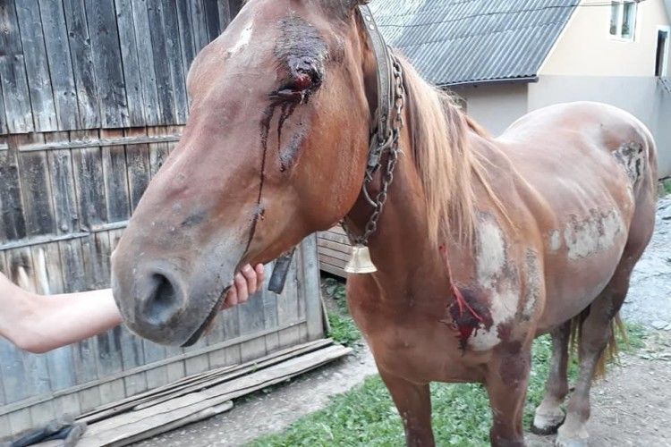 Живоїд прив'язав коня до машини та протягнув його дорогою