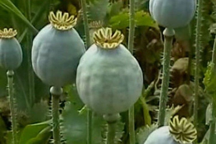 У Садові місцева жителька плекала чималеньку плантацію маку